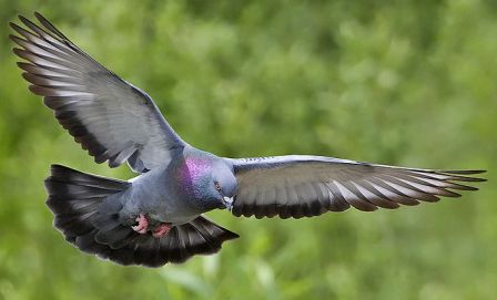 Feral pigeon (rock dove) in flight